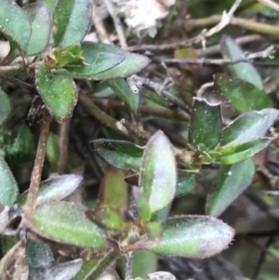 Opercularia hispida (Hairy Stinkweed) at O'Malley, ACT - 17 Sep 2021 by Tapirlord