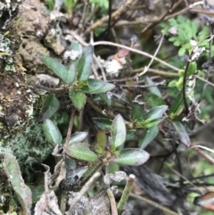 Opercularia hispida at O'Malley, ACT - 17 Sep 2021