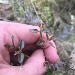 Opercularia hispida at O'Malley, ACT - 17 Sep 2021 04:15 PM