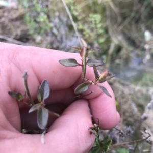 Opercularia hispida at O'Malley, ACT - 17 Sep 2021 04:15 PM