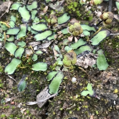 Asterella drummondii (A thallose liverwort) at Mount Mugga Mugga - 17 Sep 2021 by Tapirlord