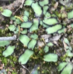 Asterella drummondii at O'Malley, ACT - 17 Sep 2021 04:13 PM