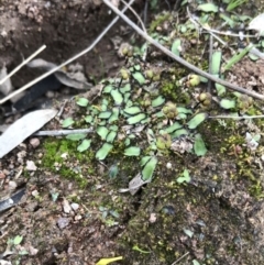 Asterella drummondii at O'Malley, ACT - 17 Sep 2021 04:13 PM