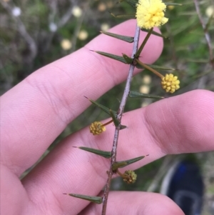 Acacia ulicifolia at O'Malley, ACT - 17 Sep 2021