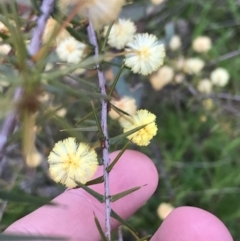 Acacia ulicifolia at O'Malley, ACT - 17 Sep 2021