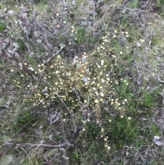 Acacia ulicifolia at O'Malley, ACT - 17 Sep 2021