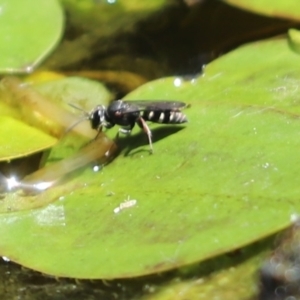 Turneromyia sp. (genus) at Cook, ACT - 29 Nov 2019