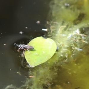 Turneromyia sp. (genus) at Cook, ACT - 29 Nov 2019