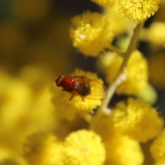 Lauxaniidae (family) (Unidentified lauxaniid fly) at Hughes, ACT - 17 Sep 2021 by LisaH