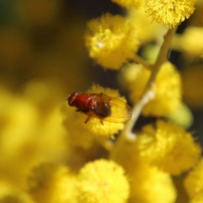 Lauxaniidae (family) (Unidentified lauxaniid fly) at Hughes, ACT - 17 Sep 2021 by LisaH