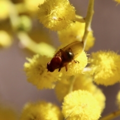 Lauxaniidae (family) at Hughes, ACT - 17 Sep 2021 12:08 PM