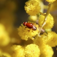 Lauxaniidae (family) at Hughes, ACT - 17 Sep 2021 12:08 PM