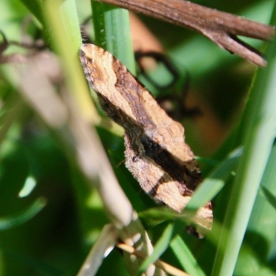 Epyaxa subidaria (Subidaria Moth) at Hughes Grassy Woodland - 17 Sep 2021 by LisaH