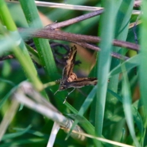 Epyaxa subidaria at Hughes, ACT - 17 Sep 2021 11:57 AM