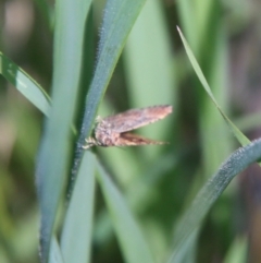 Epyaxa subidaria at Hughes, ACT - 17 Sep 2021