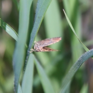 Epyaxa subidaria at Hughes, ACT - 17 Sep 2021