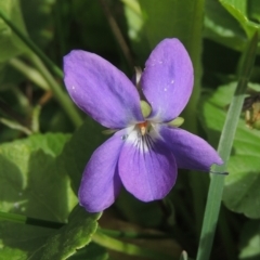 Viola odorata (Sweet Violet, Common Violet) at Conder, ACT - 9 Sep 2021 by MichaelBedingfield