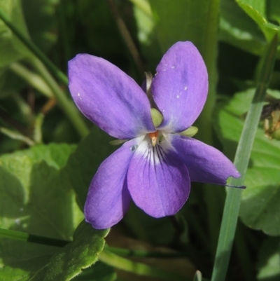 Viola odorata (Sweet Violet, Common Violet) at Conder, ACT - 9 Sep 2021 by michaelb