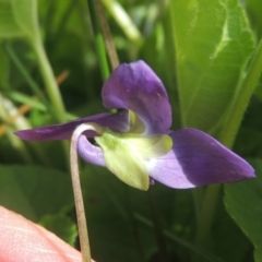 Viola odorata at Conder, ACT - 9 Sep 2021