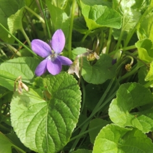 Viola odorata at Conder, ACT - 9 Sep 2021 10:44 AM