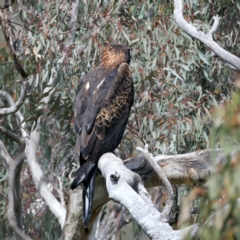 Aquila audax (Wedge-tailed Eagle) at Mount Ainslie - 9 Sep 2021 by jb2602