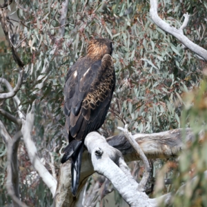 Aquila audax at Majura, ACT - 9 Sep 2021