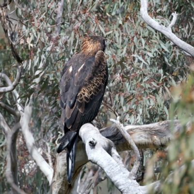 Aquila audax (Wedge-tailed Eagle) at Mount Ainslie - 9 Sep 2021 by jb2602