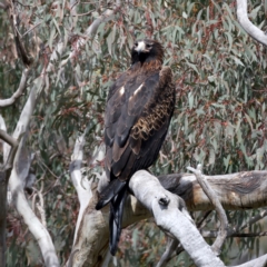 Aquila audax at Majura, ACT - suppressed