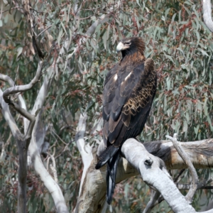 Aquila audax at Majura, ACT - 9 Sep 2021