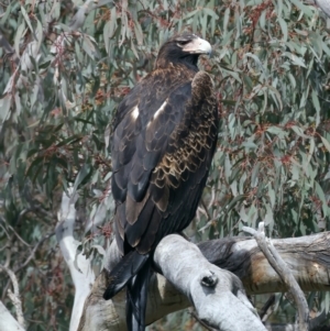 Aquila audax at Majura, ACT - suppressed