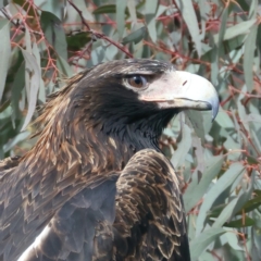 Aquila audax at Majura, ACT - suppressed