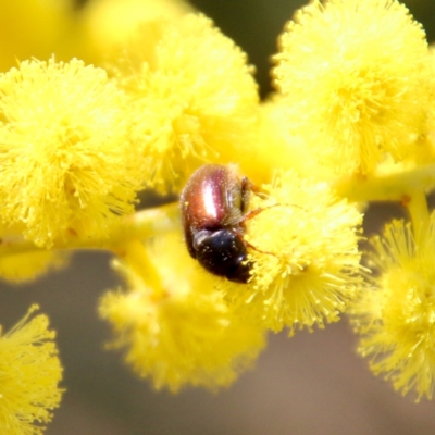 Heteronyx dimidiatus (Dimidiatus scarab beetle) at Red Hill to Yarralumla Creek - 17 Sep 2021 by LisaH