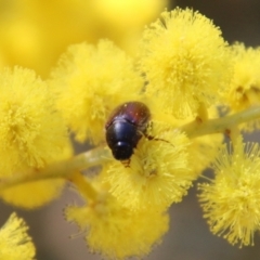 Heteronyx dimidiatus at Hughes, ACT - 17 Sep 2021 12:14 PM