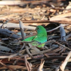 Lathamus discolor (Swift Parrot) at Deakin, ACT - 20 Sep 2021 by LisaH