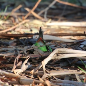 Lathamus discolor at Deakin, ACT - 20 Sep 2021