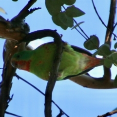 Lathamus discolor at Deakin, ACT - 20 Sep 2021