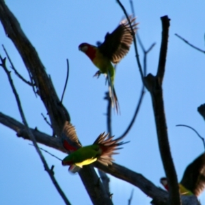 Lathamus discolor at Deakin, ACT - 20 Sep 2021