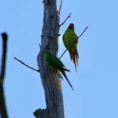 Lathamus discolor at Deakin, ACT - suppressed