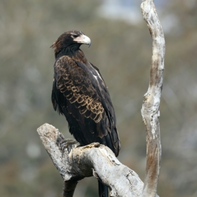 Aquila audax (Wedge-tailed Eagle) at Mount Ainslie - 9 Sep 2021 by jb2602