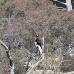 Aquila audax at Majura, ACT - 9 Sep 2021