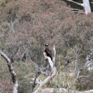 Aquila audax at Majura, ACT - 9 Sep 2021