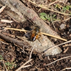 Eristalis tenax (Drone fly) at Conder, ACT - 19 Sep 2021 by ChrisHolder