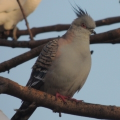 Ocyphaps lophotes (Crested Pigeon) at Conder, ACT - 9 Sep 2021 by MichaelBedingfield
