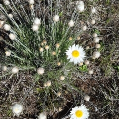 Leucochrysum albicans subsp. tricolor (Hoary Sunray) at Throsby, ACT - 20 Sep 2021 by mlech