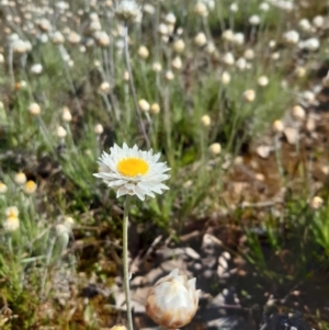 Leucochrysum albicans subsp. tricolor at Goorooyarroo NR (ACT) - 20 Sep 2021 09:39 AM