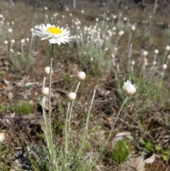 Leucochrysum albicans subsp. tricolor at Goorooyarroo NR (ACT) - 20 Sep 2021 09:39 AM