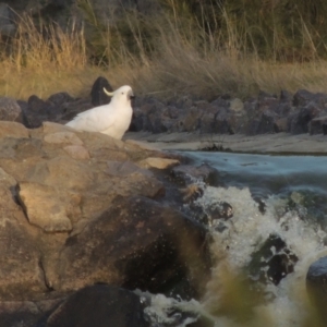 Cacatua galerita at Conder, ACT - 9 Sep 2021