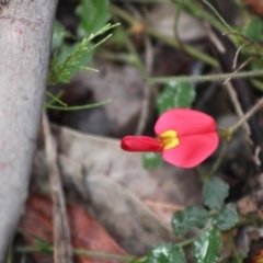 Kennedia prostrata (Running Postman) at Moruya, NSW - 29 Jun 2021 by kieranh