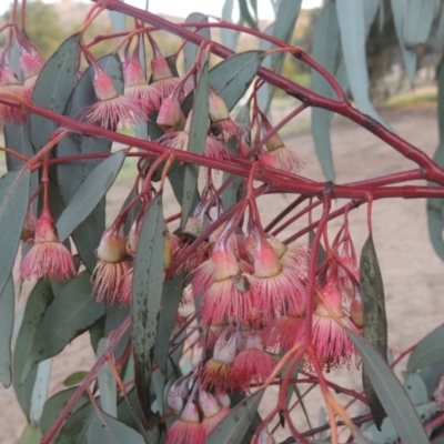 Eucalyptus sideroxylon (Mugga Ironbark) at Banks, ACT - 9 Sep 2021 by michaelb