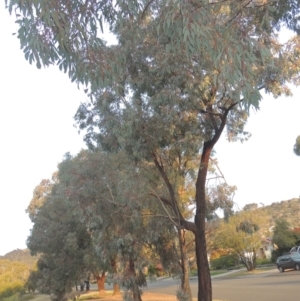 Eucalyptus sideroxylon at Banks, ACT - 9 Sep 2021 05:26 PM